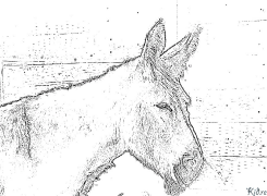 donkey Coloring Pages To Print